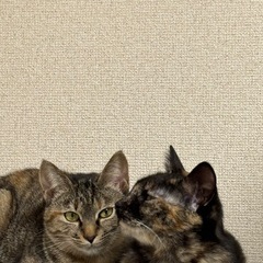 5～6ヶ月姉妹の子猫