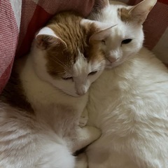 買い物（荷物持ち） - 千葉市