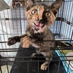 甘々キャラメルブリュレなサビ柄女の子