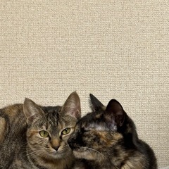5～6ヶ月仲良し姉妹子猫