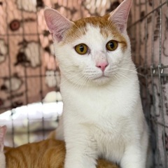 急募‼️ 可愛い保護猫【チャチャ】