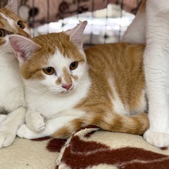 急募‼️ 可愛い保護猫【ハチ】