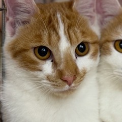 急募‼️可愛い保護猫【チャト】