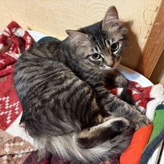長毛キジトラくん　かわいい男の子です