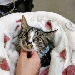 ホントは甘えん坊なキジシロ男の子