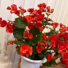 ベコニア譲ります! (観葉植物、ガーデニング)の画像