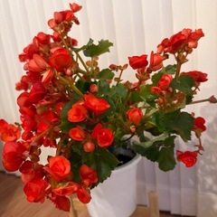 ベコニア譲ります! (観葉植物、ガーデニング)の画像