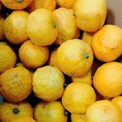 柚子１kg。最大4kg で割引の画像