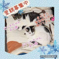 人慣れ修行中の美猫姉妹🍑ピーチ&🌼デイジー