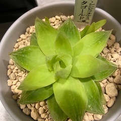 ハオルチア シンビフォルミスキサンタゴールドの画像