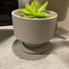 ハオルチア シンビフォルミスキサンタゴールドの画像