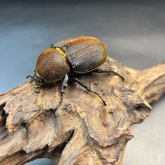 DHパスコアリ♀単68mm ※送料事前連絡にて変更可 ※直接受け渡しに変更可の画像