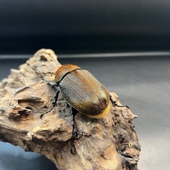 DHパスコアリ♀単68mm ※送料事前連絡にて変更可 ※直接受け渡しに変更可の画像