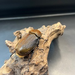 DHパスコアリ♀単68mm ※送料事前連絡にて変更可 ※直接受け渡しに変更可の画像