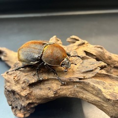 DHパスコアリ♀単68mm ※送料事前連絡にて変更可 ※直接受け渡しに変更可の画像