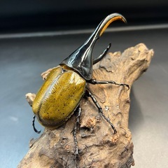 【ブリードセット】♀数変更可　DHパスコアリ♂1♀5 /送料無料 ※直接受け渡しに変更可の画像