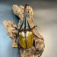 【ブリードセット】♀数変更可　DHパスコアリ♂1♀5 /送料無料 ※直接受け渡しに変更可の画像