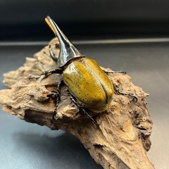 【ブリードセット】♀数変更可　DHパスコアリ♂1♀5 /送料無料 ※直接受け渡しに変更可の画像