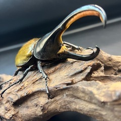 【ブリードセット】♀数変更可　DHパスコアリ♂1♀5 /送料無料 ※直接受け渡しに変更可の画像