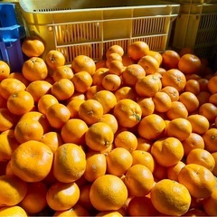 有田みかん ゆら早生 訳あり サイズ混合 家庭用 まとめ 売り 5コンテナから 和歌山県産 の画像