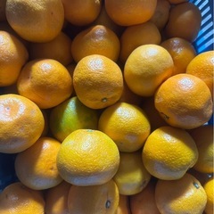 有田みかん ゆら早生 訳あり サイズ混合 家庭用 まとめ 売り 5コンテナから 和歌山県産 の画像