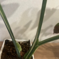 斑入りモンステラ  ホワイトタイガーの画像