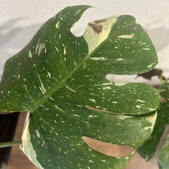 斑入りモンステラ  ホワイトタイガーの画像