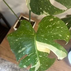 斑入りモンステラ  ホワイトタイガーの画像