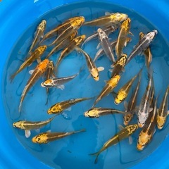 麒麟や黄金サイズ5〜8cmの画像