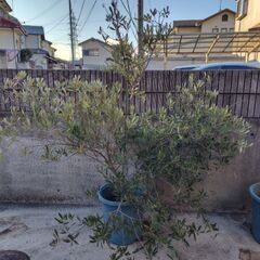 鉢植えオリーブの木の画像