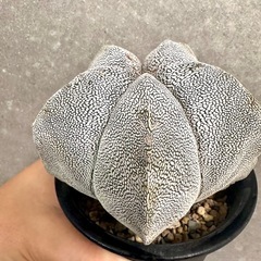 ランポー玉の画像