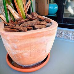 ◆ 観葉植物 の画像