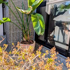 ◆ 観葉植物 の画像