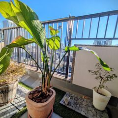 ◆ 観葉植物 の画像