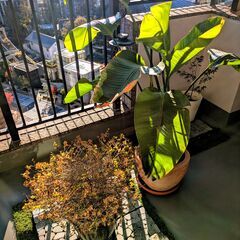 ◆ 観葉植物 の画像