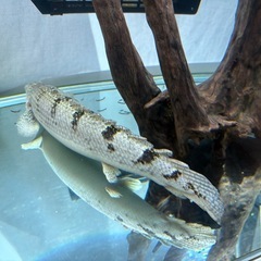 ポリプテルス デルヘッジの画像