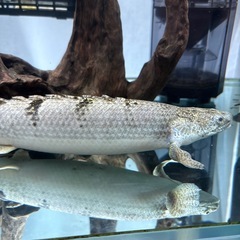 ポリプテルス デルヘッジの画像