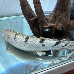 ポリプテルス デルヘッジの画像