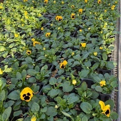 花苗 パンジー、ビオラ、葉牡丹、アリッサム、シルバーダスト の苗ですの画像