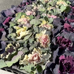 花苗 パンジー、ビオラ、葉牡丹、アリッサム、シルバーダスト の苗ですの画像