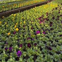 花苗 パンジー、ビオラ、葉牡丹、アリッサム、シルバーダスト の苗ですの画像