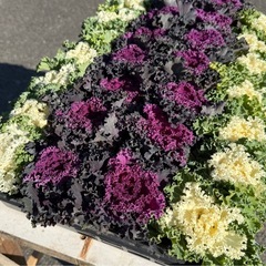 花苗 パンジー、ビオラ、葉牡丹、アリッサム、シルバーダスト の苗ですの画像