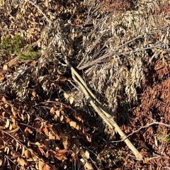 【取引決定】薪材差し上げますの画像