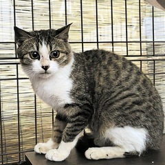 大きな目の美人さん