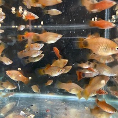 【熱帯魚】レッドミッキーマウスプラティ 1匹120円〜の画像