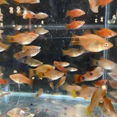 【熱帯魚】レッドミッキーマウスプラティ 1匹120円〜の画像