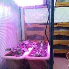 ☆彡高性能SMD使用!植物育成LEDライト!!水槽照明!!!熱帯魚水槽・観賞魚・水草育成・アクアリウム・!新品未使用品!!の画像