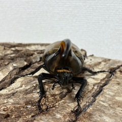 ヘラクレスオオカブト　♂のみ1頭の画像