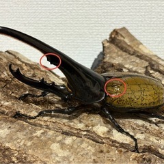 ヘラクレスオオカブト　♂のみ1頭の画像