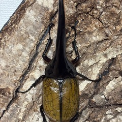 ヘラクレスオオカブト　♂のみ1頭の画像